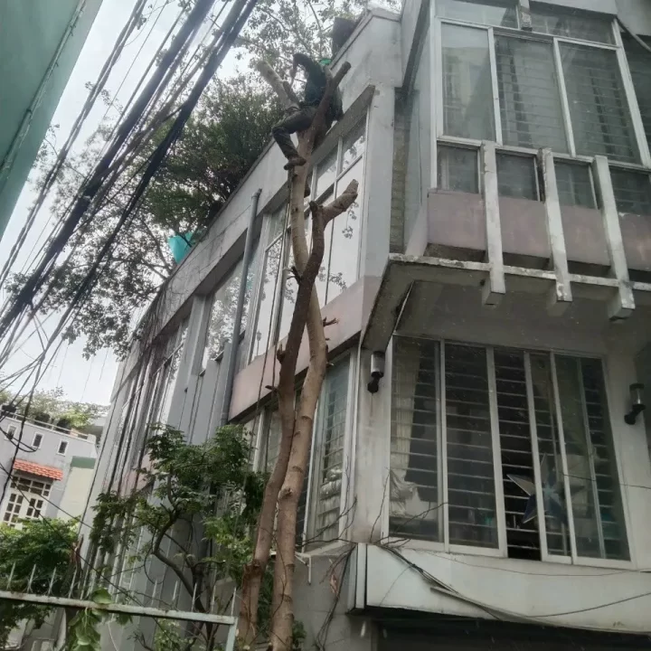 Cưa Cây Nghiêng Sát Nhà