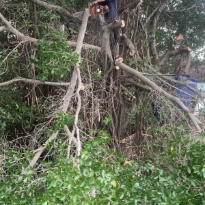 Cưa Cây Thân Cây Bị Mục Rỗng