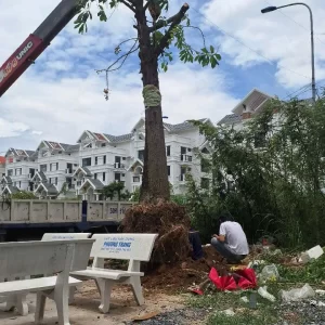 Cưa Cây Trong Khu Dân Cư