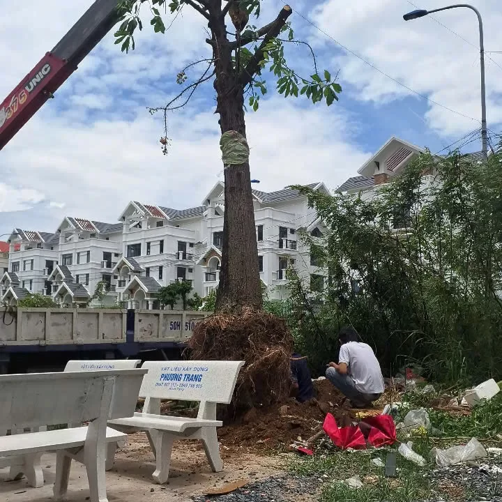 Cưa Cây Trong Khu Dân Cư