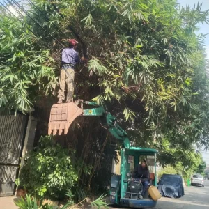 Cưa cây Vướng Dây Điện, Mạng