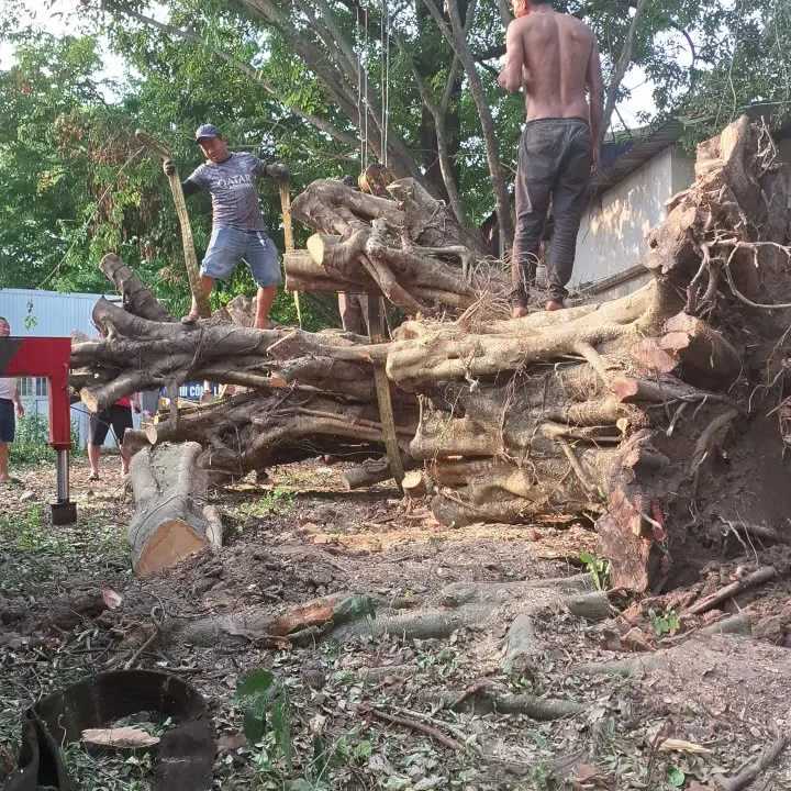 Cưa cây lớn lâu năm