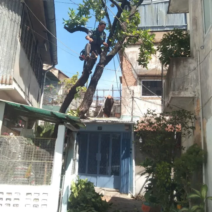 Cưa cây trong hẻm nhỏ