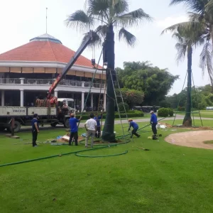 Cưa cây trong sân nhà biệt thự