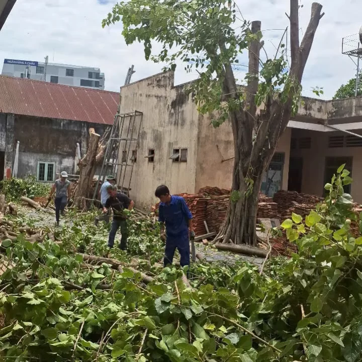 cưa cắt cành cây tại quận 3, tphcm