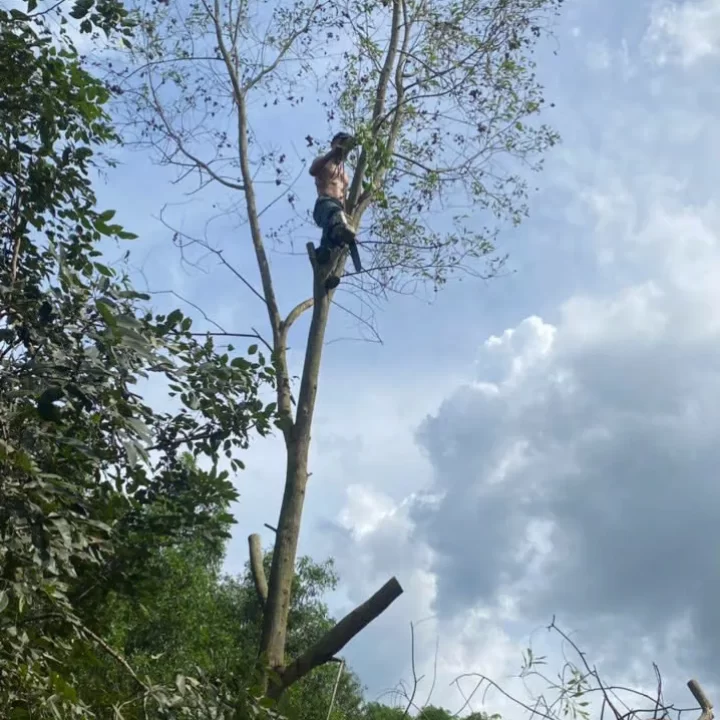 cưa cây cao trên 10m