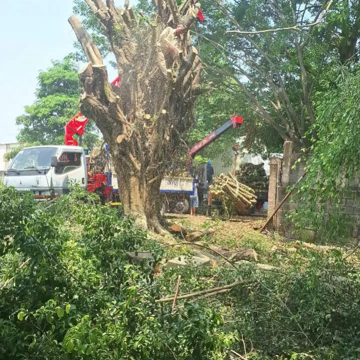 cưa cây che ánh sáng