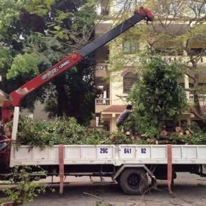 cưa cây có nguy cơ gãy