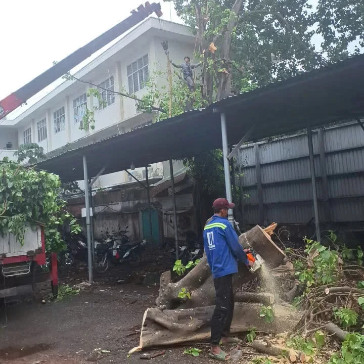 cưa cây thân to lâu năm