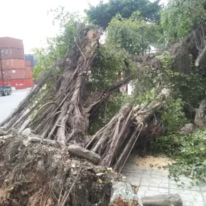 Cưa Cây Đào Gốc Cây Bị Đổ​