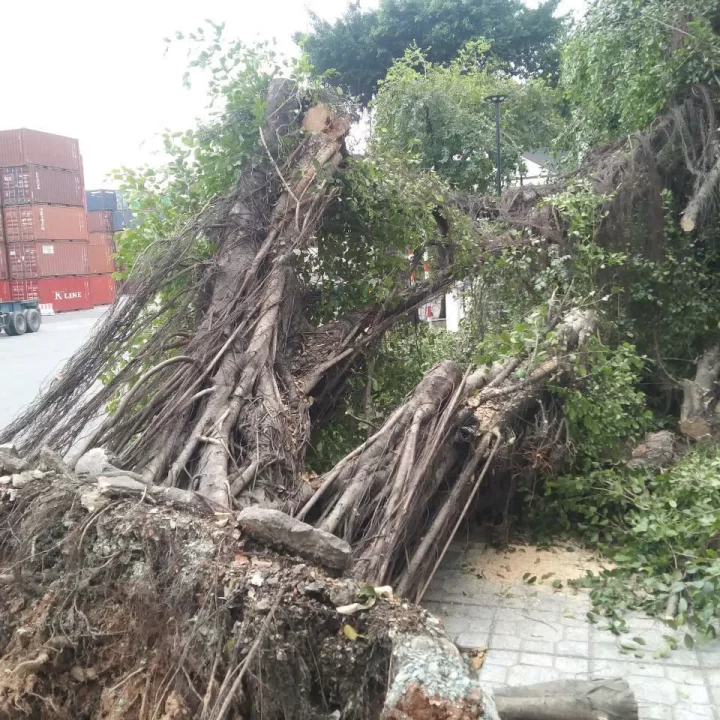 Cưa Cây Đào Gốc Cây Bị Đổ​