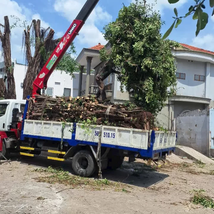 dich vu cua cay tai nha tphcm