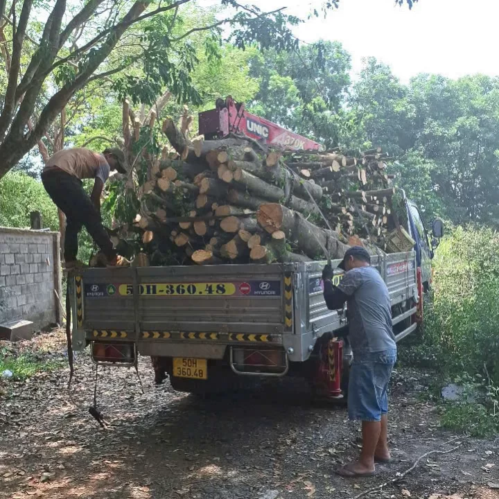 hình ảnh dọn dẹp cành cây tại quận , tphcm