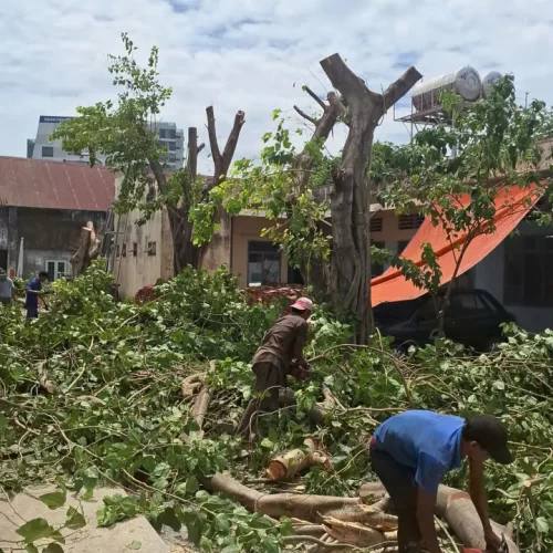 dịch vụ cưa cây tại tân bình